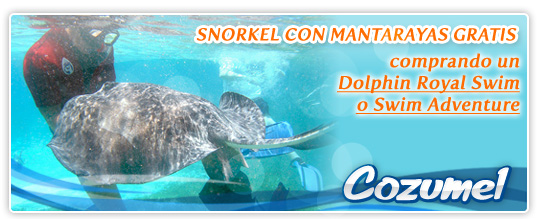 Snorkel con Mantarrayas GRATIS