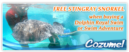 StingRay Snorkel Free