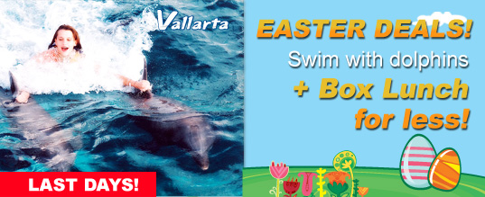 Swim with dolphins plus Box Lunch for less!