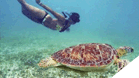Marine Turtle Observation