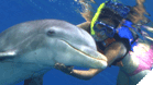 Dolphin Swim Adventure