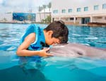 Gallery Dolphin Royal Swim