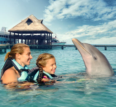 Gallery Dolphin Swim Adventure