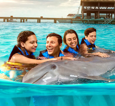 Gallery Dolphin Swim Adventure