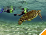 Gallery Snorkel Xtreme