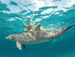 Gallery Dive with Dolphins