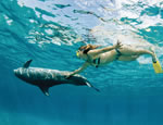 Gallery Dive with Dolphins