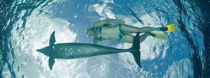 Cozumel-Dive with Dolphins