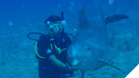 Dive with Dolphins