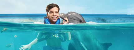 Cozumel-Dolphin Encounter