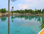 Gallery Dolphin Royal Swim + Parks + Round trip