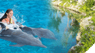 Dolphin Royal Swim + Parks + Round trip