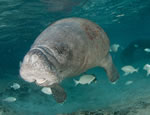 Gallery Manatee Encounter