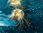 Gallery Sea Lion Discovery
