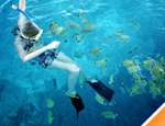 Gallery Three Reef Snorkeling by Boat