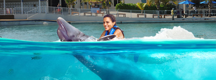 Grand Cayman-Dolphin Swim Adventure