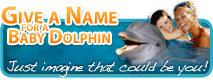 Dolphin Contests