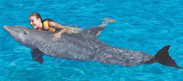hawaii activities swim with dolphins tours and attractions