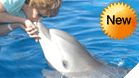 Dolphin Aloha