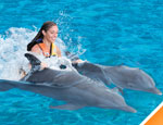 Gallery Dolphin Royal Swim