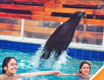 Gallery Sea Lion Discovery