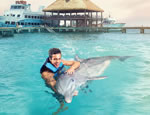 Gallery Dolphin Royal Swim