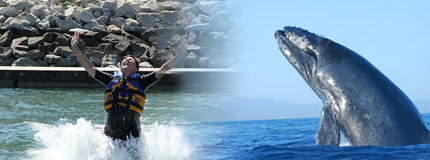Los Cabos-Whale Watching San Jose + Dolphin Royal Swim Plus