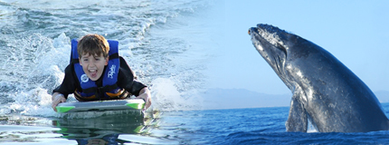 Los Cabos-Whale Watching San Jose + Dolphin Swim Adventure