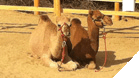 Los Cabos-Camel Quest tour