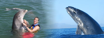 Los Cabos-Whale Watching San Jose+ Dolphin Encounter