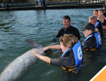 Gallery Whale Watching San Jose+ Dolphin Encounter