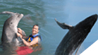 Whale Watching San Jose+ Dolphin Encounter