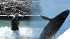 Whale Watching San Jose + Dolphin Royal Swim