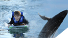 Whale Watching San Jose + Dolphin Swim Adventure