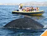 Gallery Whale Watching San Jose + Dolphin Royal Swim Plus