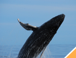 Gallery Whale Watching San Jose + Dolphin Swim Adventure