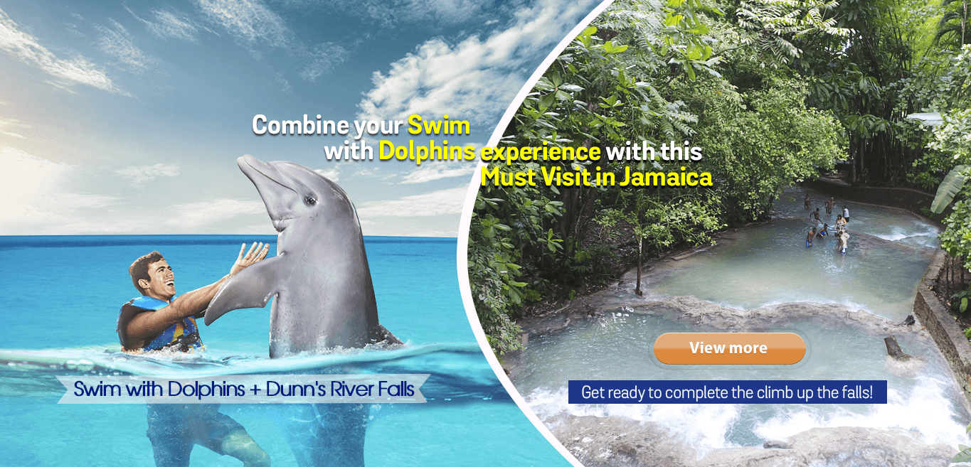 Dolphin Cove the number one excursion, attraction in Jamaica.