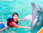 Gallery Dolphin Magic Swim