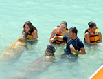 Gallery Sea Life Circle Manatees