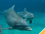 Gallery Tortola Full Day