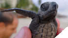 Sea Turtle Camp & Cocodrile Adventure