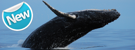 Puerto Vallarta-Whale Watching