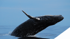 Whale Watching