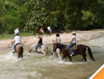 Gallery Horseback Ride