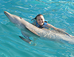 Gallery Dolphin Royal Swim