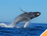 Gallery Whale Watching + Dolphin Encounter