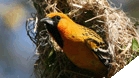 Bird Watching