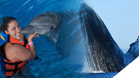 Whale Watching + Dolphin Encounter