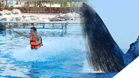 Whale Watching + Dolphin Royal Swim 