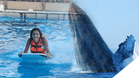 Whale Watching + Dolphin Swim Adventure